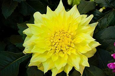 《方舟2》采用虚幻5引擎打造 更多消息将于近期公布